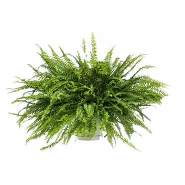 Kamerplant Nephrolepis ''Krulvaren'' - afbeelding 1