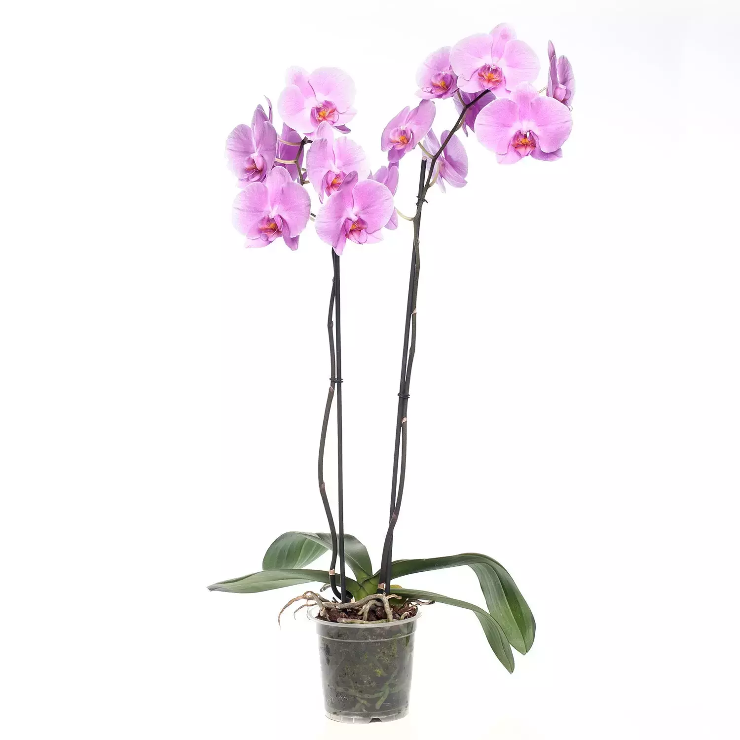 Kamerplant Phalaenopsis Roze ''Orchidee''
