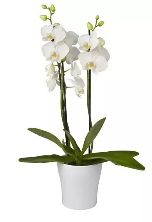 Kamerplant Phalaenopsis Tropic Snowball - Orchidee Wit