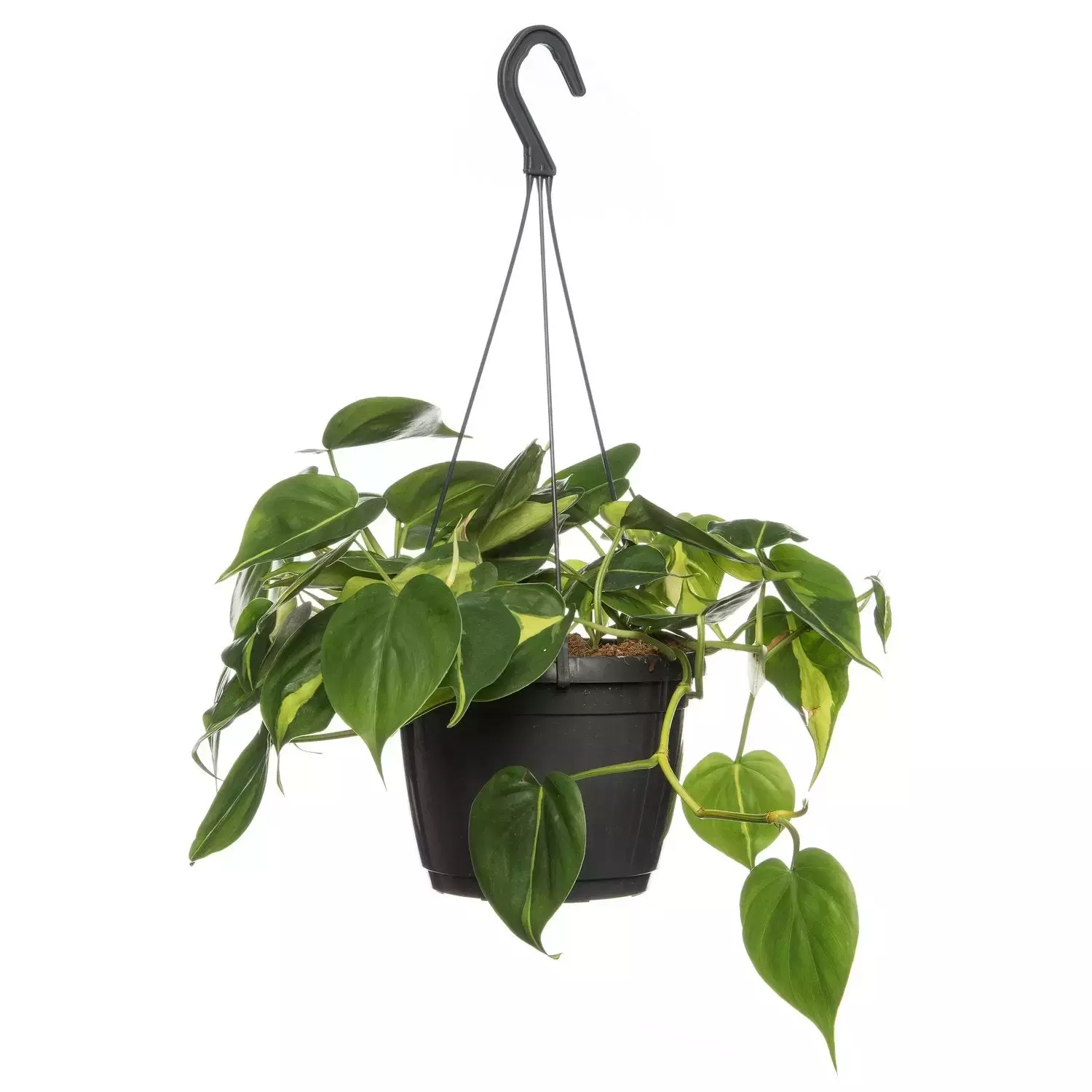 Kamerplant Philodendron Scandens Brasil