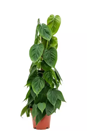 Kamerplant Philodendron Scandens