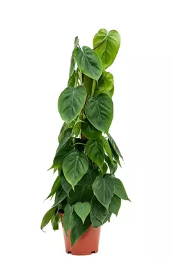 Kamerplant Philodendron Scandens