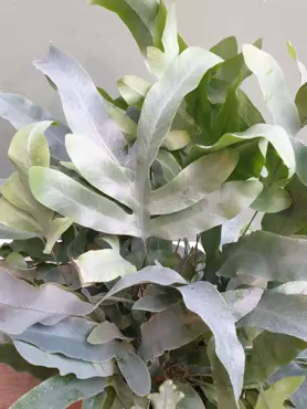 Kamerplant Phlebodium Aureum Blue Star "Blauw Varen" - afbeelding 2