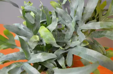 Kamerplant Phlebodium Aureum Blue Star "Blauw varen" - afbeelding 2