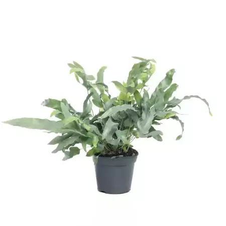 Kamerplant Phlebodium Aureum Blue Star "Blauw Varen" - afbeelding 1