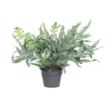 Kamerplant Phlebodium Aureum Blue Star "Blauw varen" - afbeelding 1