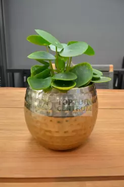 Kamerplant Pilea Peperomioides "Pannenkoekenplant" - afbeelding 2