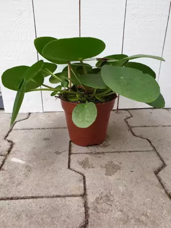 Kamerplant Pilea Peperomioides "Pannenkoekenplant" - afbeelding 3