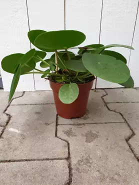 Kamerplant Pilea Peperomioides "Pannenkoekenplant" - afbeelding 3