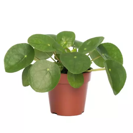 Kamerplant Pilea Peperomioides "Pannenkoekenplant" - afbeelding 1