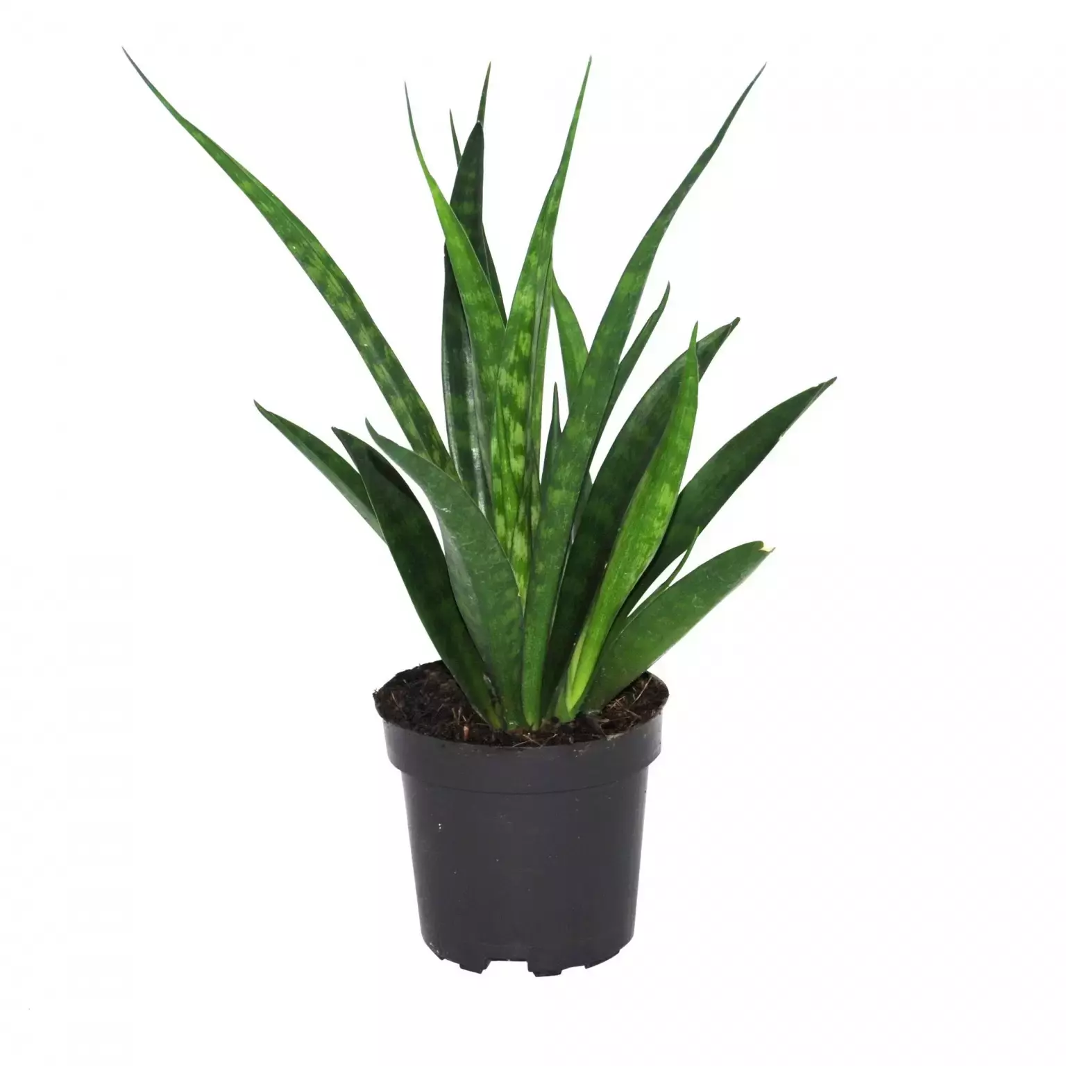Kamerplant Sansevieria Jade 'Vrouwentongen'