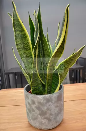 Kamerplant Sansevieria trifa Laurentii - afbeelding 3