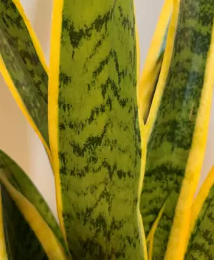 Kamerplant Sansevieria trifa Laurentii - afbeelding 2