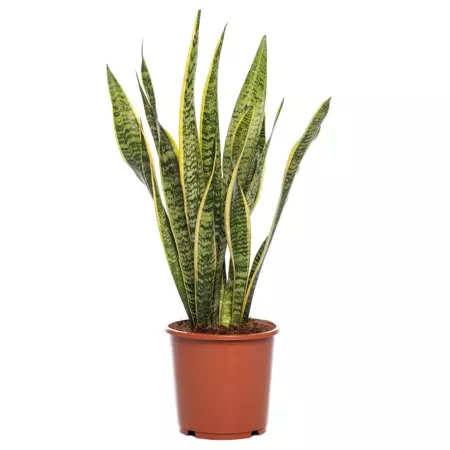 Kamerplant Sansevieria trifa Laurentii - afbeelding 1