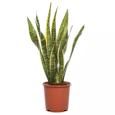 Kamerplant Sansevieria trifa Laurentii - afbeelding 1