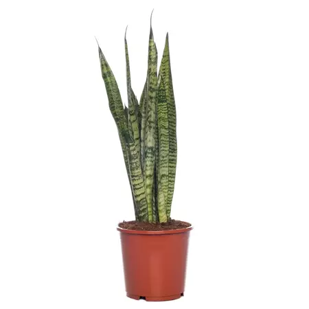 Kamerplant Sansevieria Zeylanica ''Vrouwentong'' - afbeelding 1