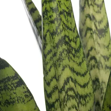 Kamerplant Sansevieria Zeylanica ''Vrouwentong'' - afbeelding 2