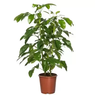 Kamerplant Schefflera Amate - afbeelding 1