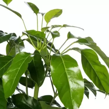 Kamerplant Schefflera Amate - afbeelding 2