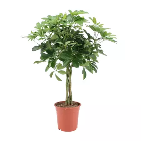 Kamerplant Schefflera met Gevlochten Stam - afbeelding 1