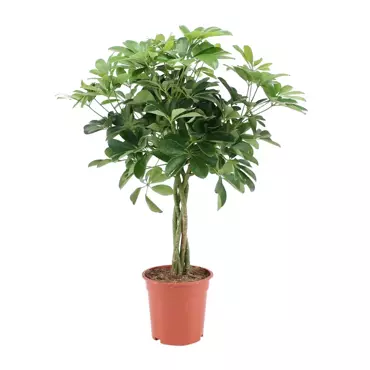 Kamerplant Schefflera met Gevlochten Stam - afbeelding 1