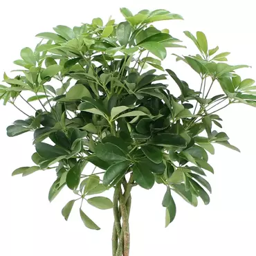 Kamerplant Schefflera met Gevlochten Stam - afbeelding 2