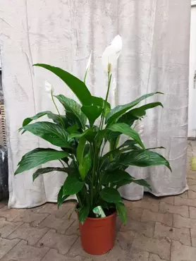 Kamerplant Spathiphyllum "Lepelplant" - afbeelding 2