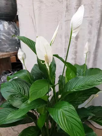 Kamerplant Spathiphyllum "Lepelplant" - afbeelding 3