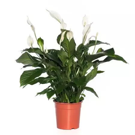 Kamerplant Spathiphyllum "Lepelplant" - afbeelding 1