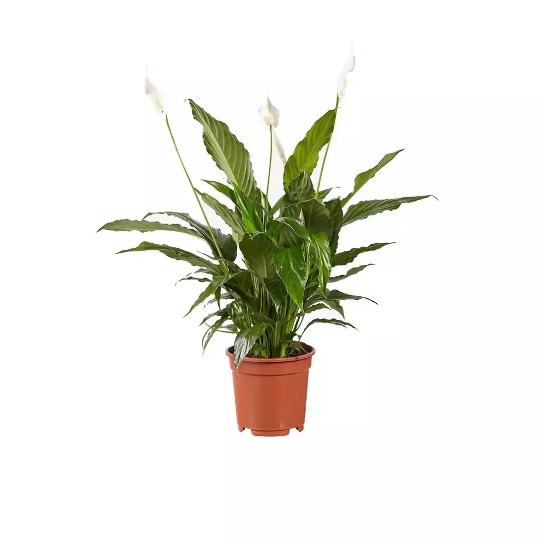 Kamerplant Spathiphyllum Vivaldi 'Lepelplant'