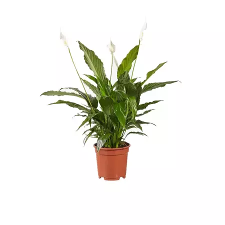 Kamerplant Spathiphyllum Vivaldi "Lepelplant" - afbeelding 1