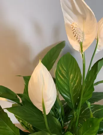 Kamerplant Spathiphyllum Vivaldi "Lepelplant" - afbeelding 4