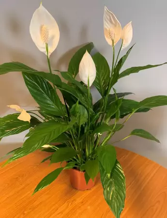 Kamerplant Spathiphyllum Vivaldi "Lepelplant" - afbeelding 3