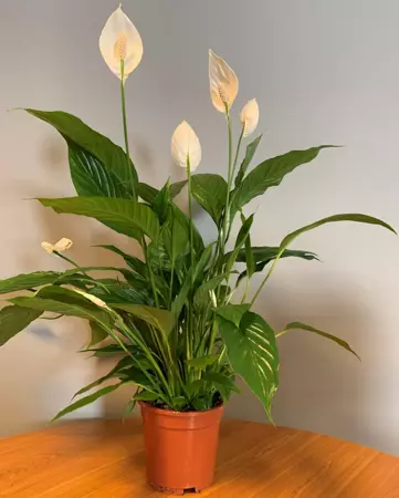 Kamerplant Spathiphyllum Vivaldi "Lepelplant" - afbeelding 2