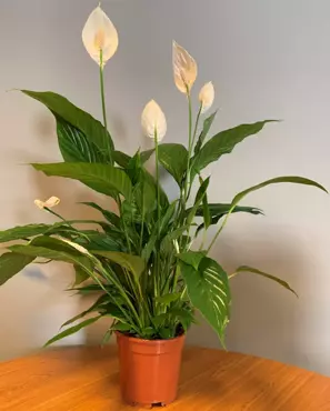 Kamerplant Spathiphyllum Vivaldi "Lepelplant" - afbeelding 2