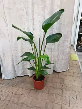 Kamerplant Strelitzia Nicolai "Paradijsvogelplant" - afbeelding 2