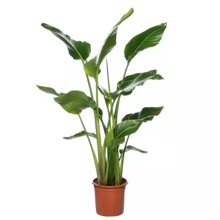 Kamerplant Strelitzia Nicolai "Paradijsvogelplant" - afbeelding 1