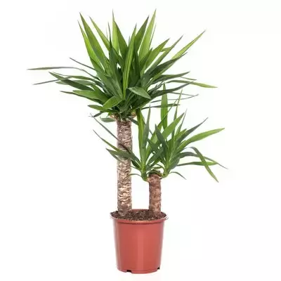 Kamerplant Yucca