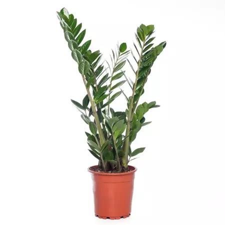 Kamerplant Zamioculcas Zamiifolia M ''Zamio'' potmaat 15cm - afbeelding 1