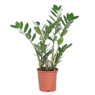 Kamerplant Zamioculcas Zamiifolia S ''Zamio'' - afbeelding 1