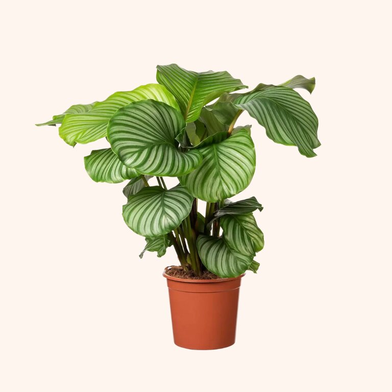 Kamerplant met Grote Bladeren | Groene Eyecatchers - Top Tuincentrum