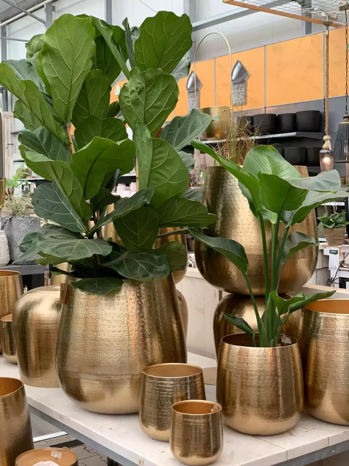 Korting Belegering Tulpen Karakter binnen pot | Goud | XL - Top Tuincentrum