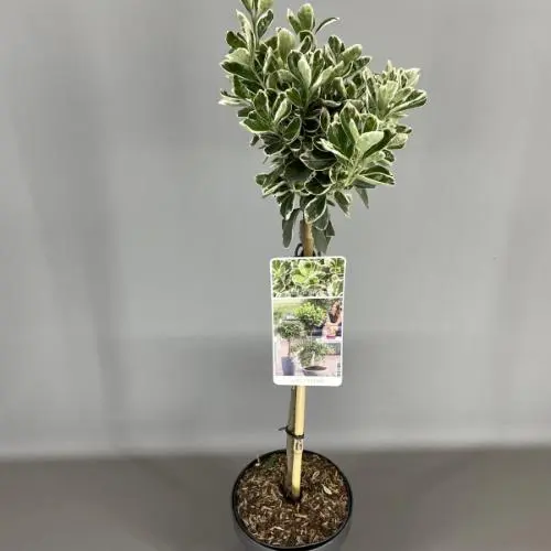 Kardinaalsmuts Euonymus Japonica Kathy