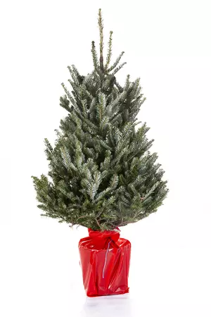 Kerstboom Fraseri 100-125cm