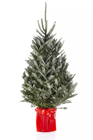 Kerstboom Fraseri 125-150cm