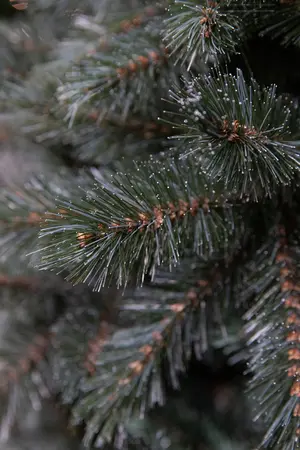 Kerstboom forest frosted d86 x h155cm newgrowth blue - afbeelding 2