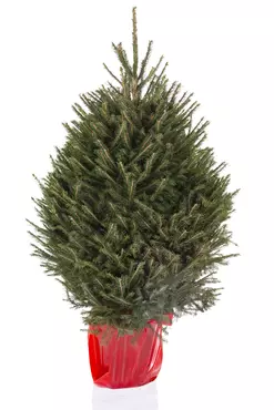 Kerstboom abies in pot 100-125cm