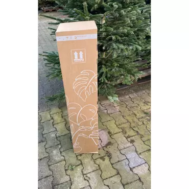 Kerstboom abies in pot 100-125cm