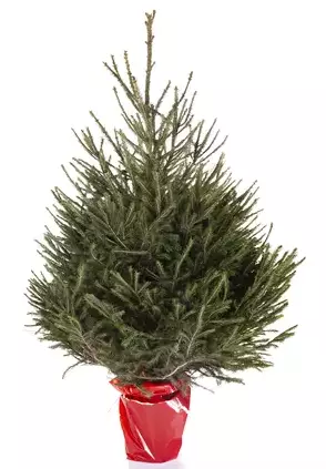 Kerstboom Abies in pot 125-150cm