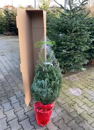 Kerstboom Abies in pot 125-150cm